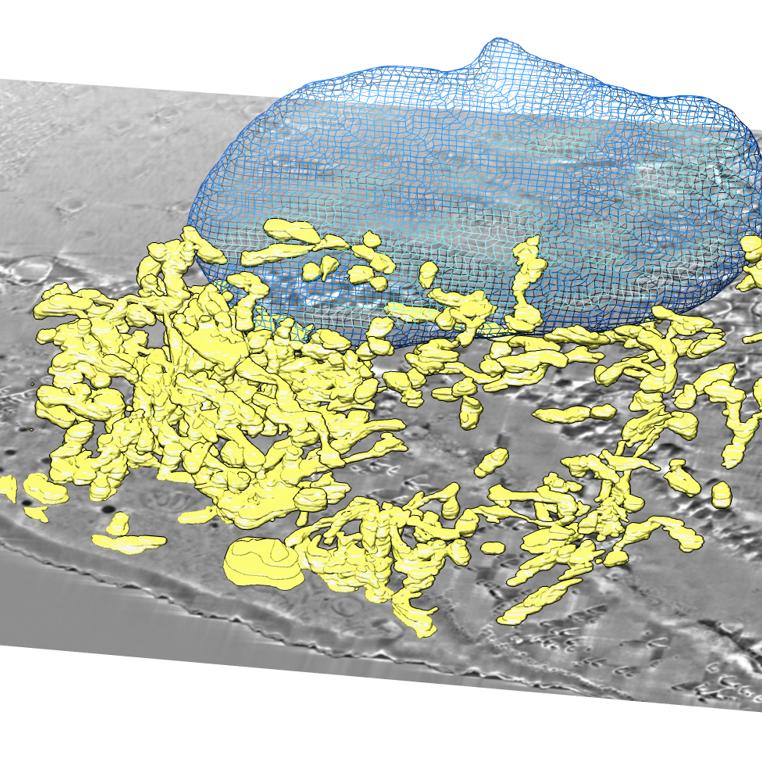  Growth hormone remodels the 3D-structure of the mitochondria of inflammatory macrophages and promotes metabolic reprogramming. Courtesy of Jonathan Gabriel Piccirillo