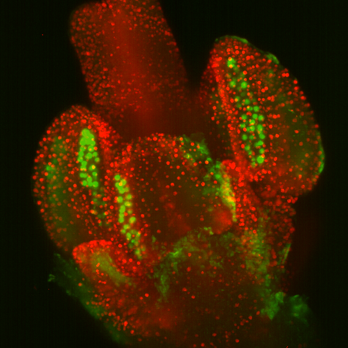 Caption: Development of Arabidopsis flowers. Courtesy of Riha lab, CEITEC, Masaryk University, Brno, Czech Repu