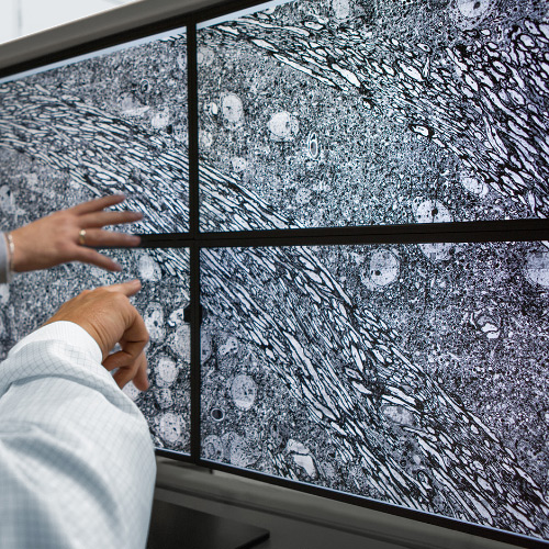 Imagen de cuatro pantallas que muestran imágenes tomadas con el microscopio ZEISS MultiSEM. 