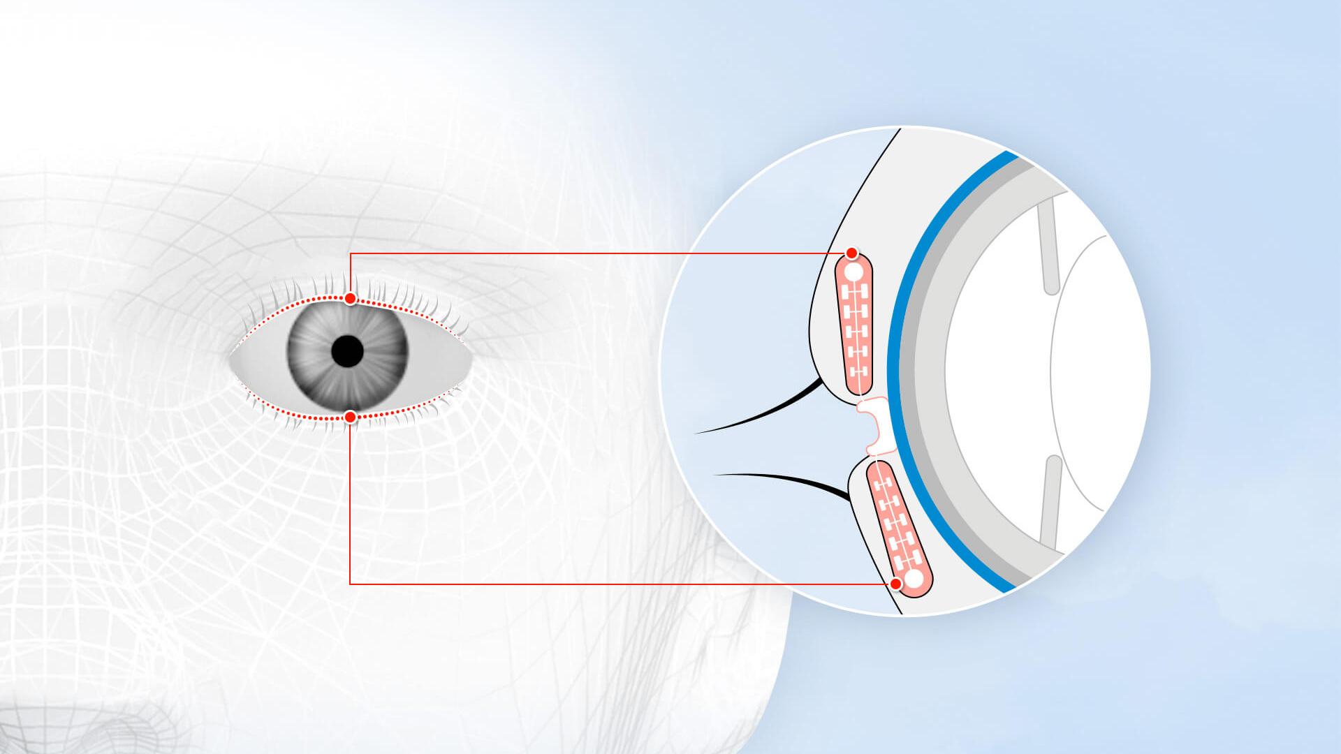 Cada ojo tiene alrededor de 70 conductos en los párpados o glándulas de Meibomio, que se extienden por todo el párpado superior e inferior.