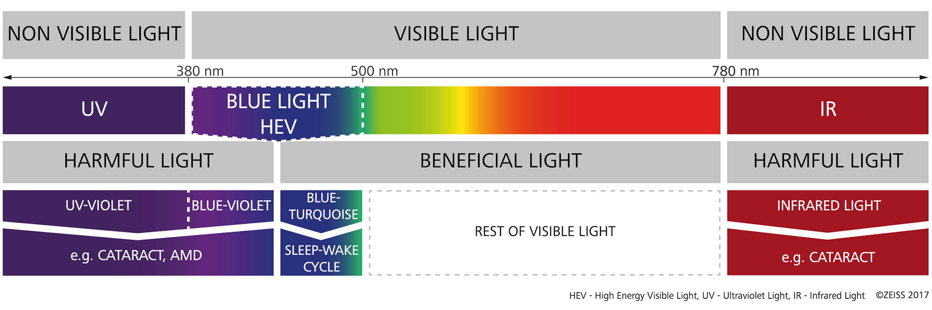 Los conos se encargan de esta tarea, así funciona la visión del color. 