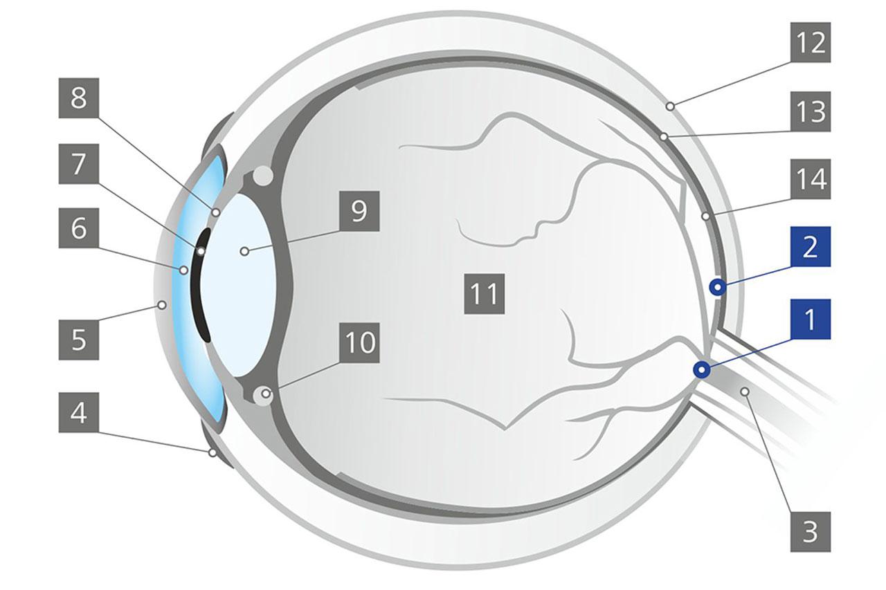 El punto ciego (fovea centralis)