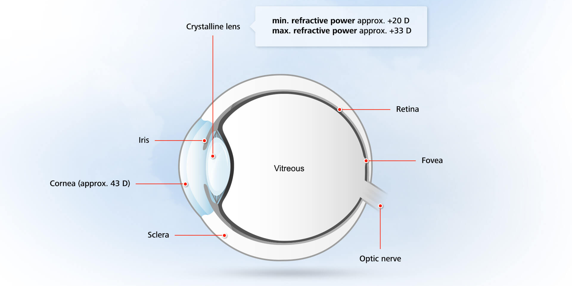 Anatomía: la estructura del ojo humano