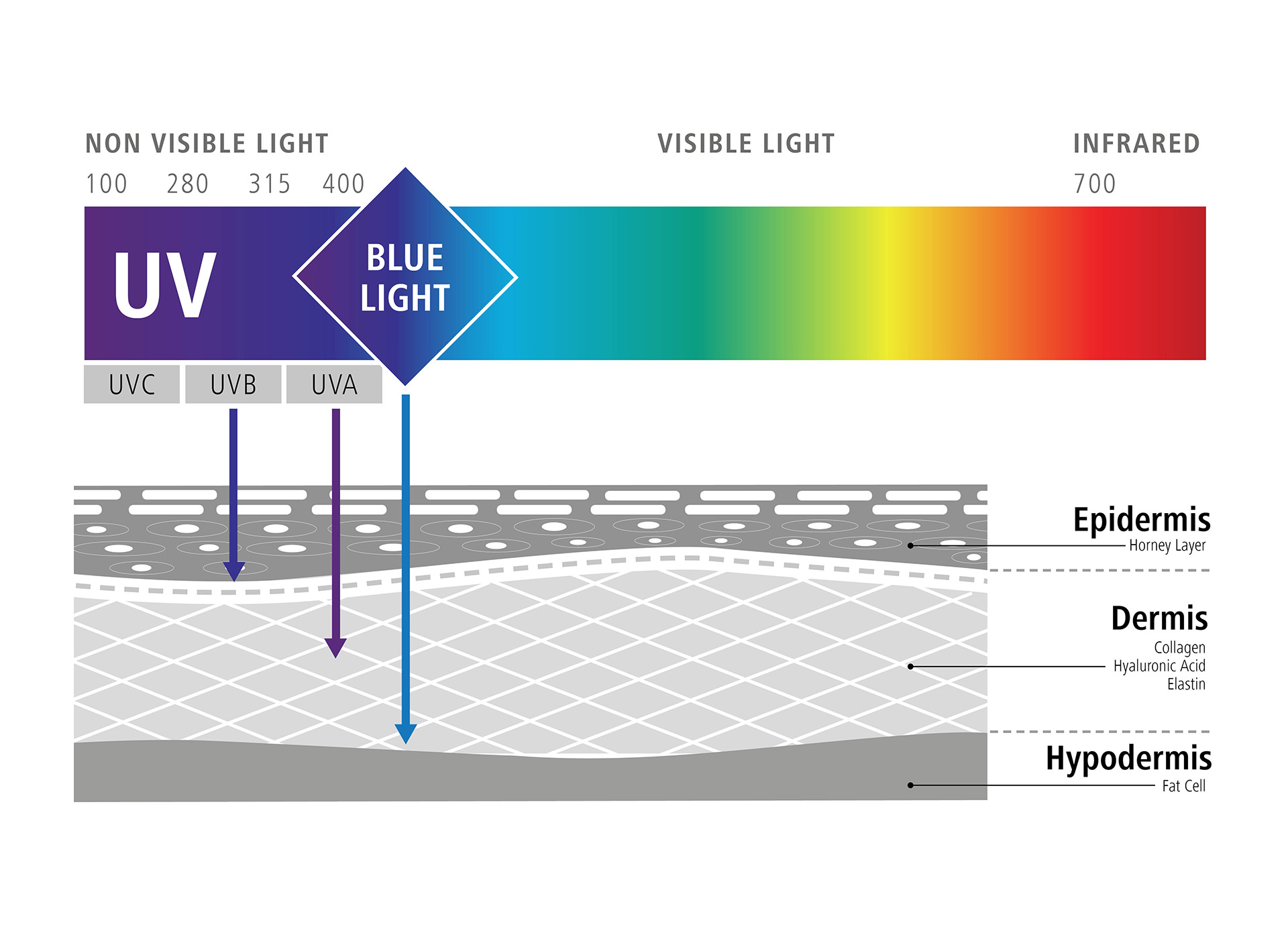 El gráfico muestra la influencia de la luz azul en nuestras células (efectos negativos de la luz azul) 