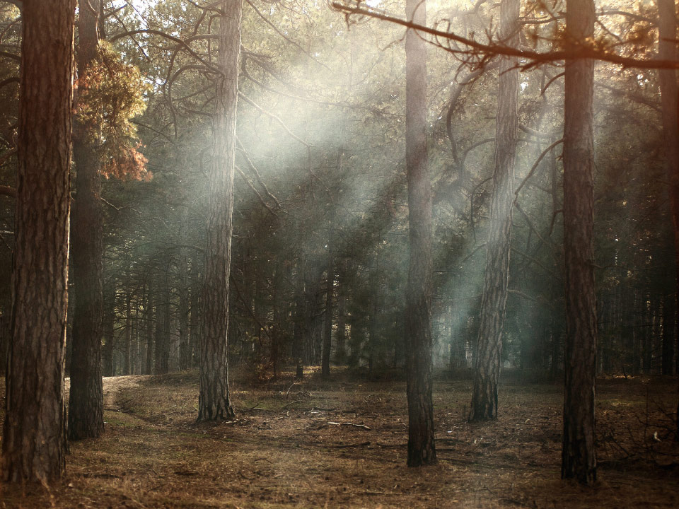 Una imagen de un bosque seco con rayos de sol que atraviesan los árboles. 